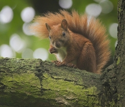 A red squirrel sits on a tree branch, looking somewhat mischievous.